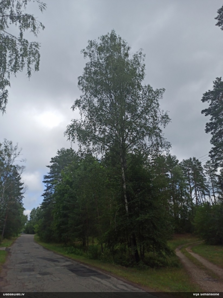 омела белая