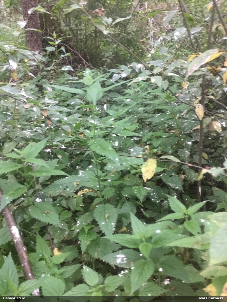 канюк