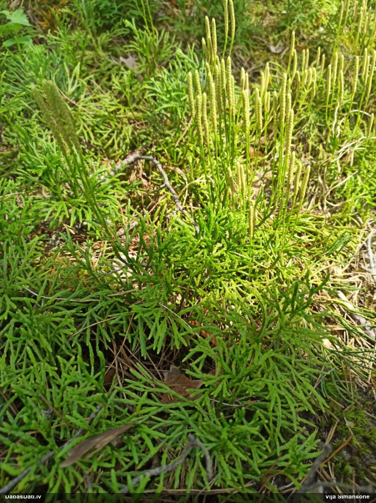 Zeilera plakanstaipeknis