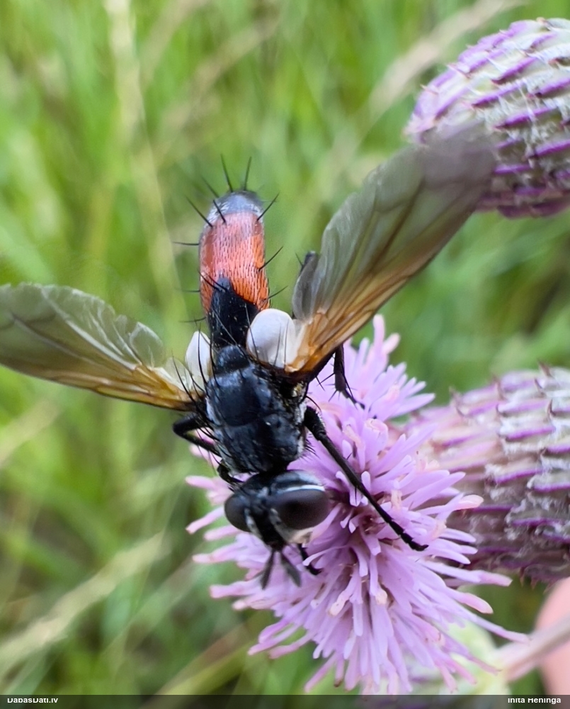 Kāpurmuša Cylindromyia sp.