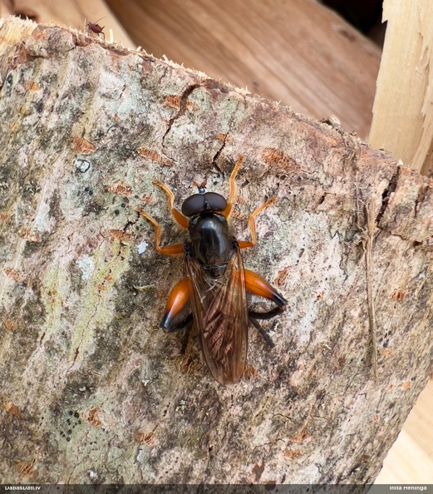 Ziedmuša Chalcosyrphus valgus