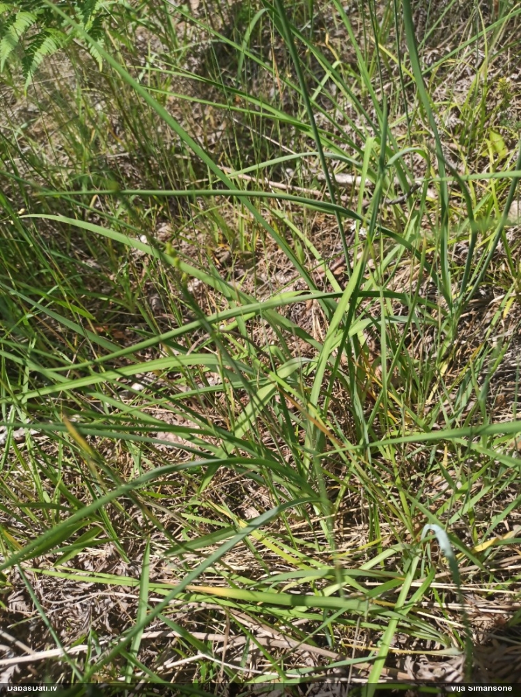 Zarainā zāļlilija