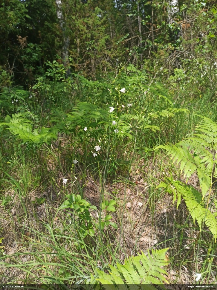 Zarainā zāļlilija