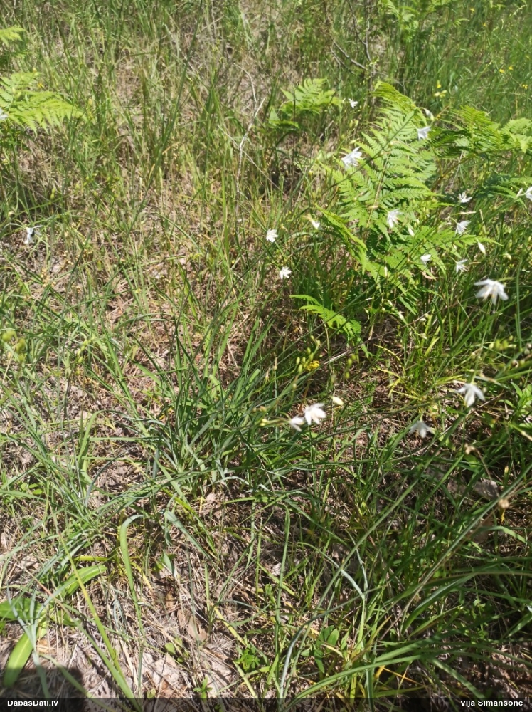 Zarainā zāļlilija