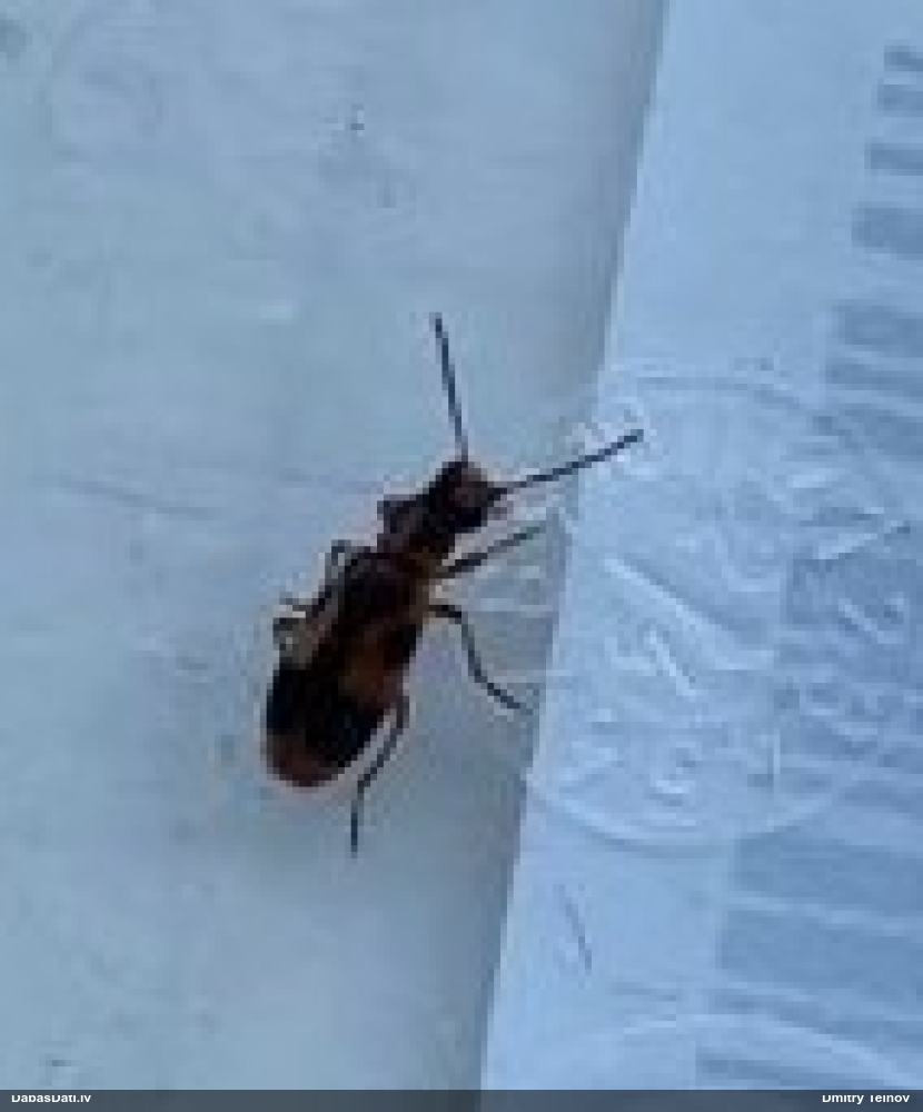 Ložņvabole Notoxus monoceros