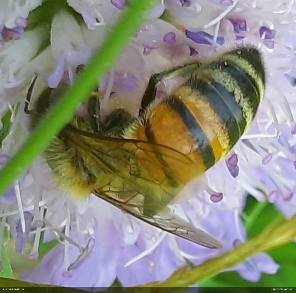 Medus (mājas) bite