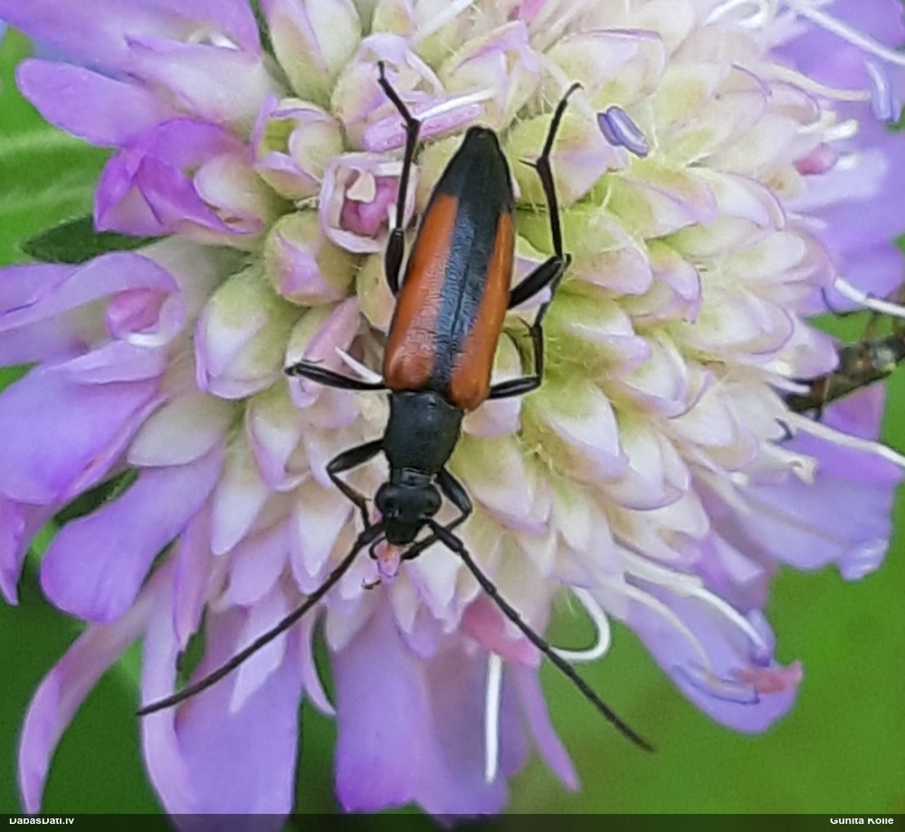 Koksngrauzis Stenurella melanura