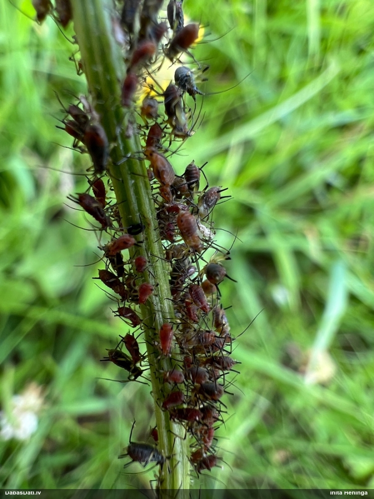 Laputs (nenoteikta)