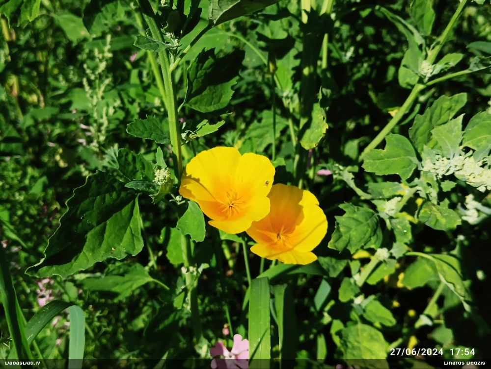 Kalifornijas ešolcija