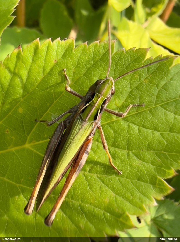 Sisenis Omocestus viridulus