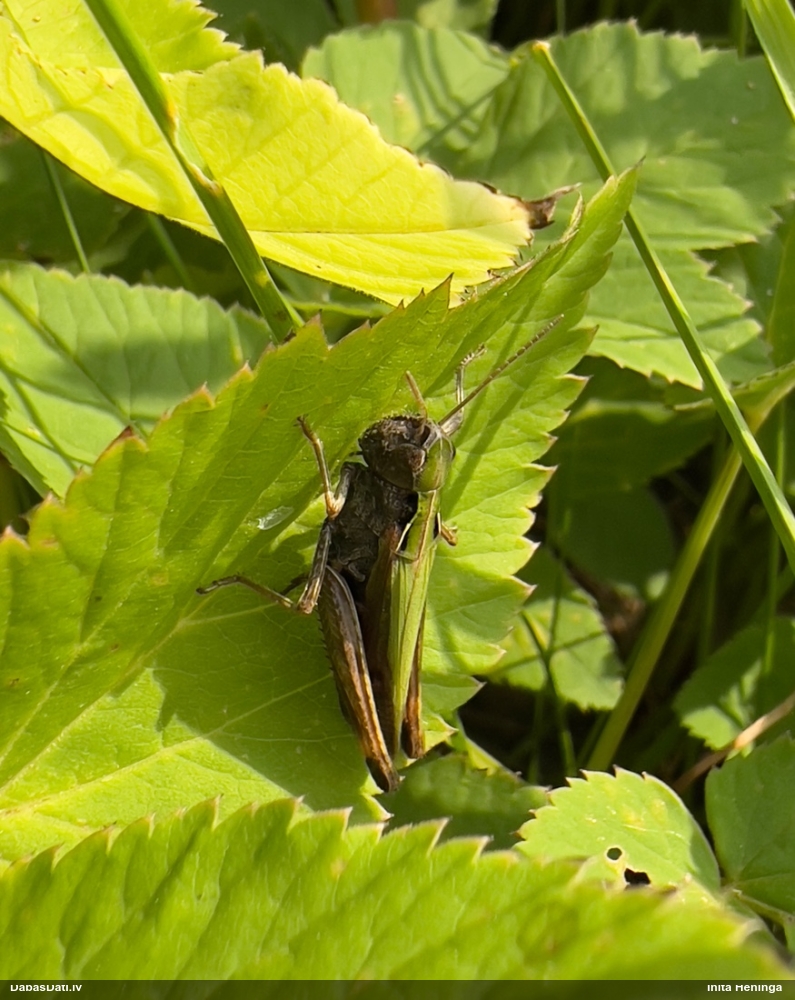 Sisenis Omocestus viridulus