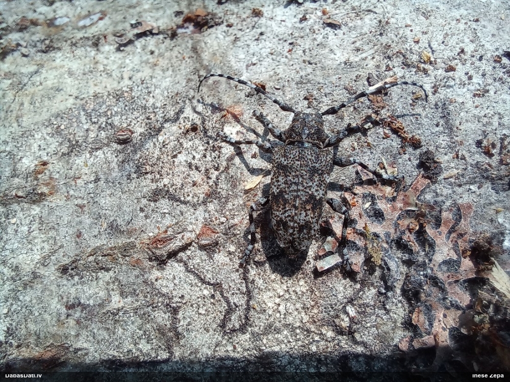 Koksngrauzis Aegomorphus clavipes