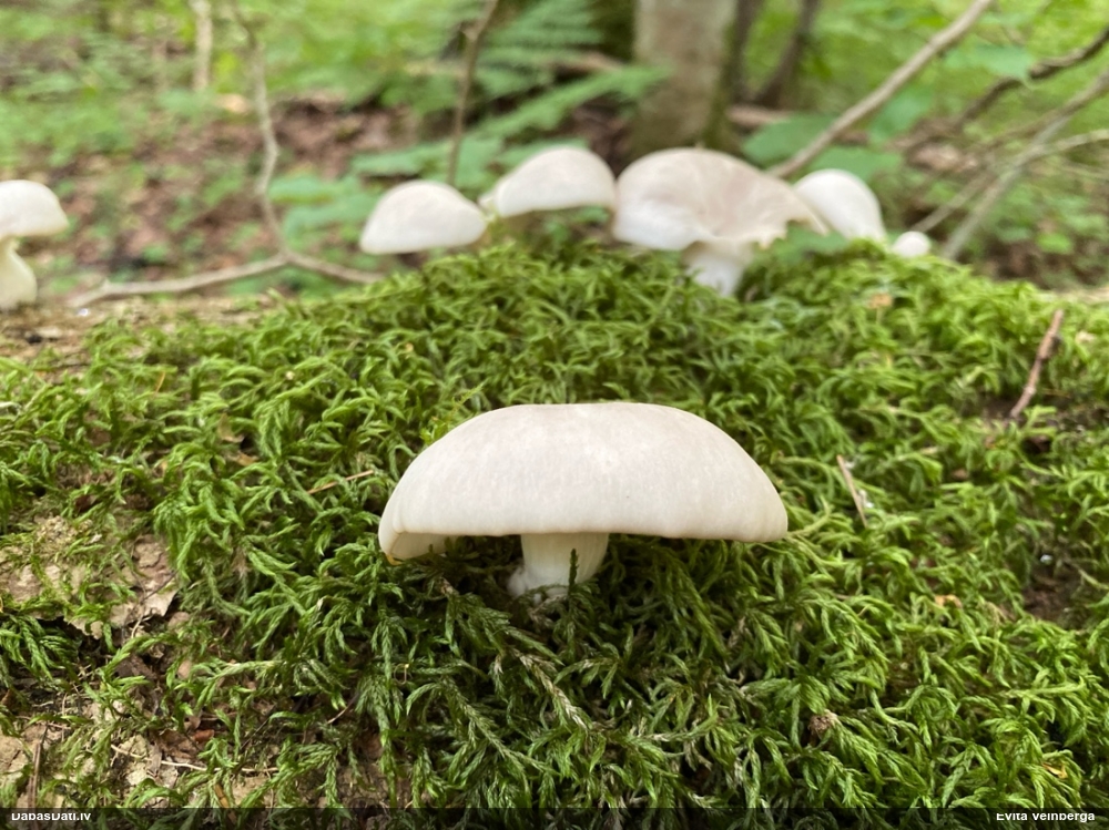 Sānause Pleurotus sp.