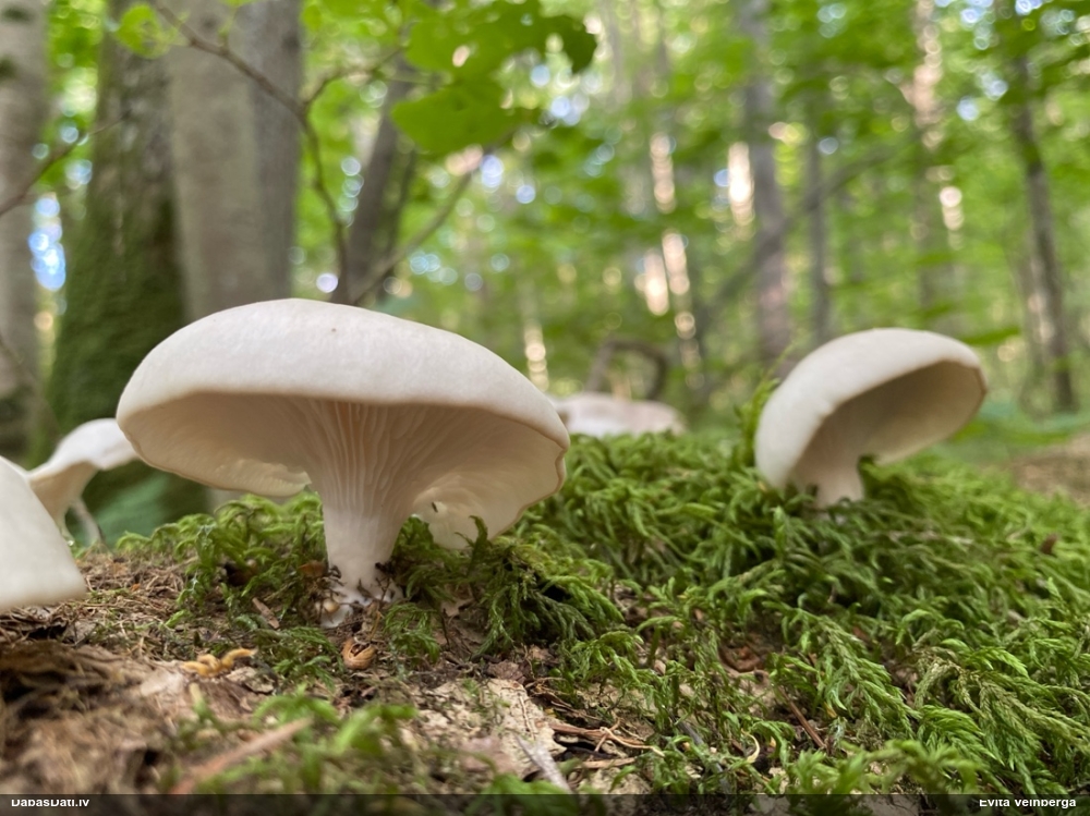 Sānause Pleurotus sp.