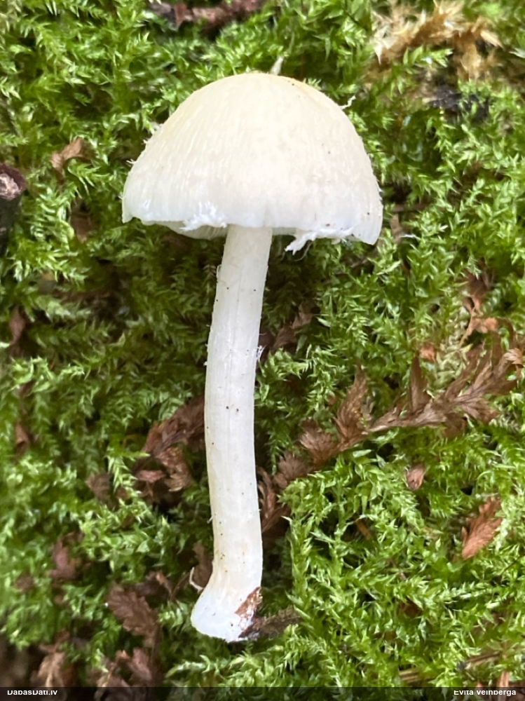 Kandola spīgulīte