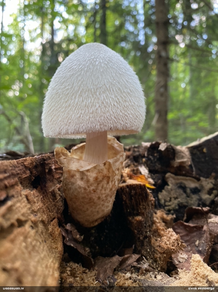 Zīdainā makstaine