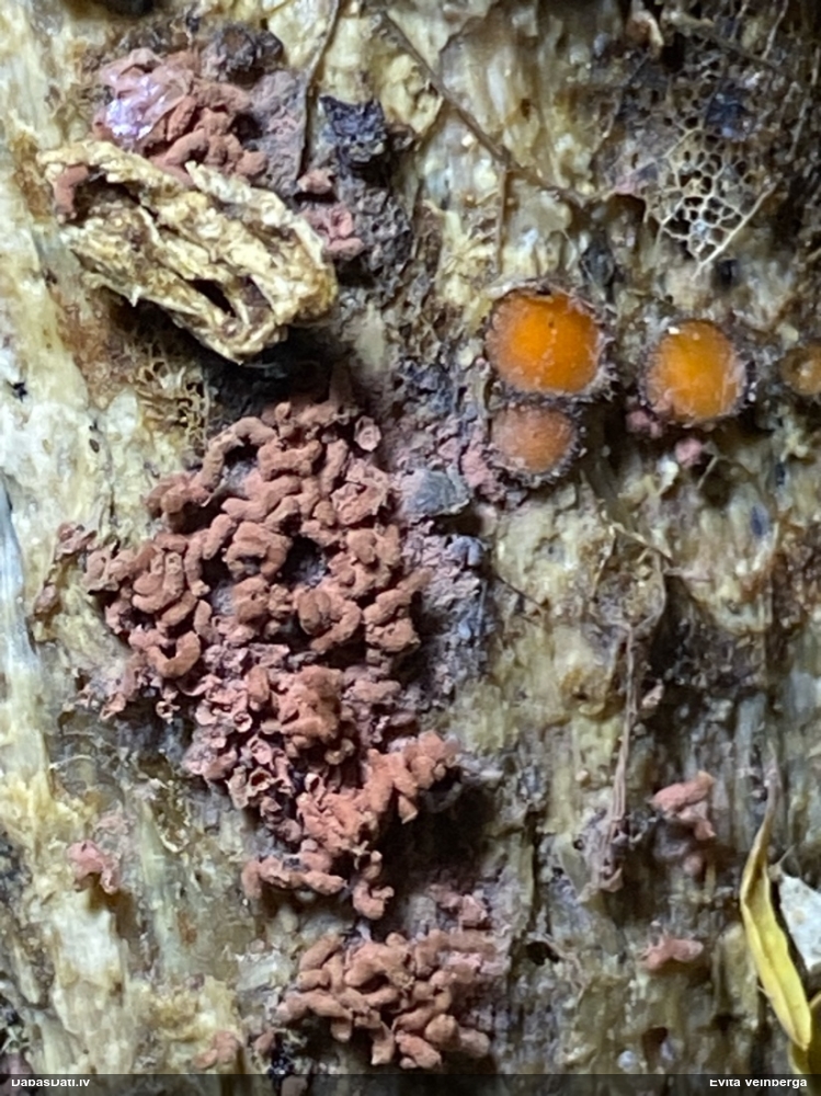 Sardelīšu sprodzīte