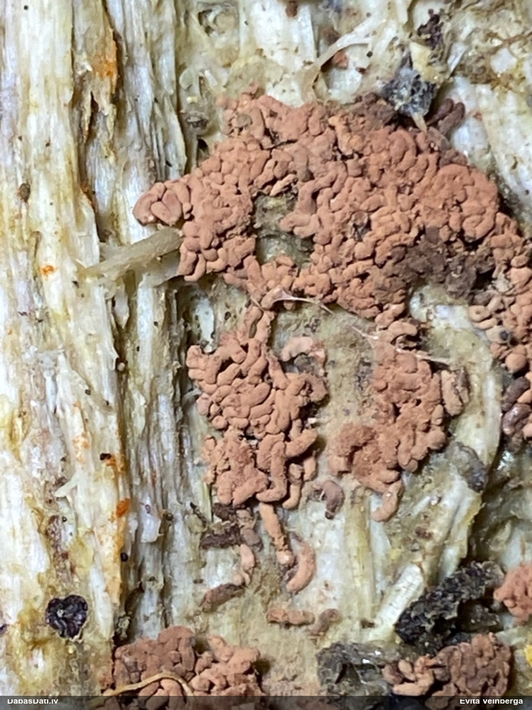 Sardelīšu sprodzīte