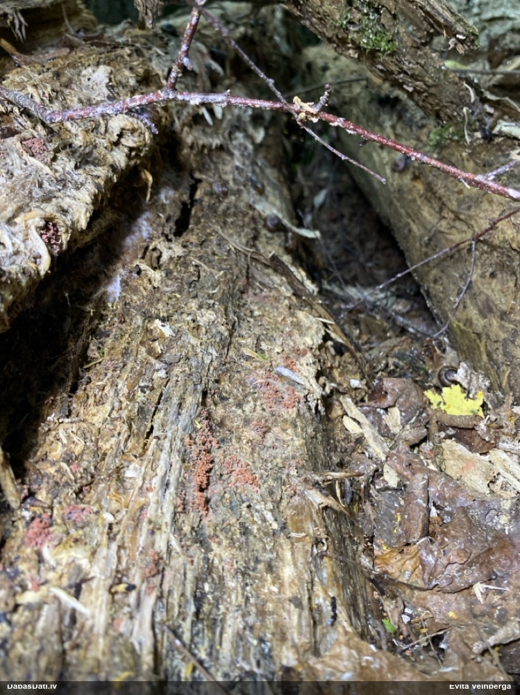 Sardelīšu sprodzīte