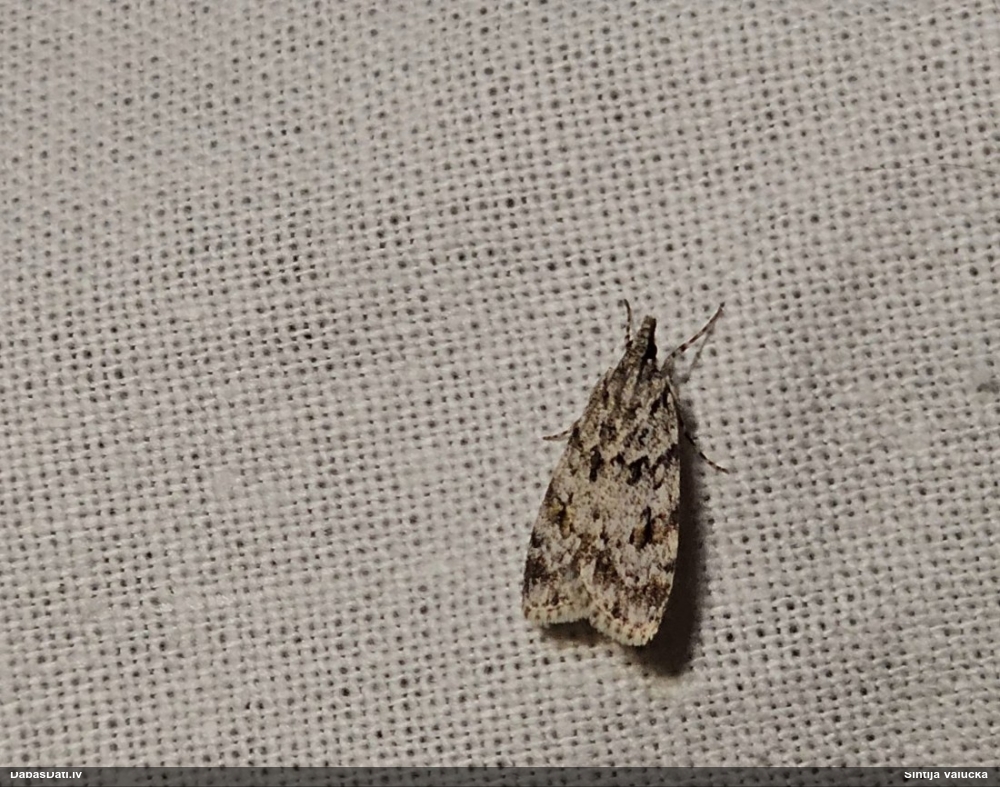 Zāļsvilnis Scoparia sp.