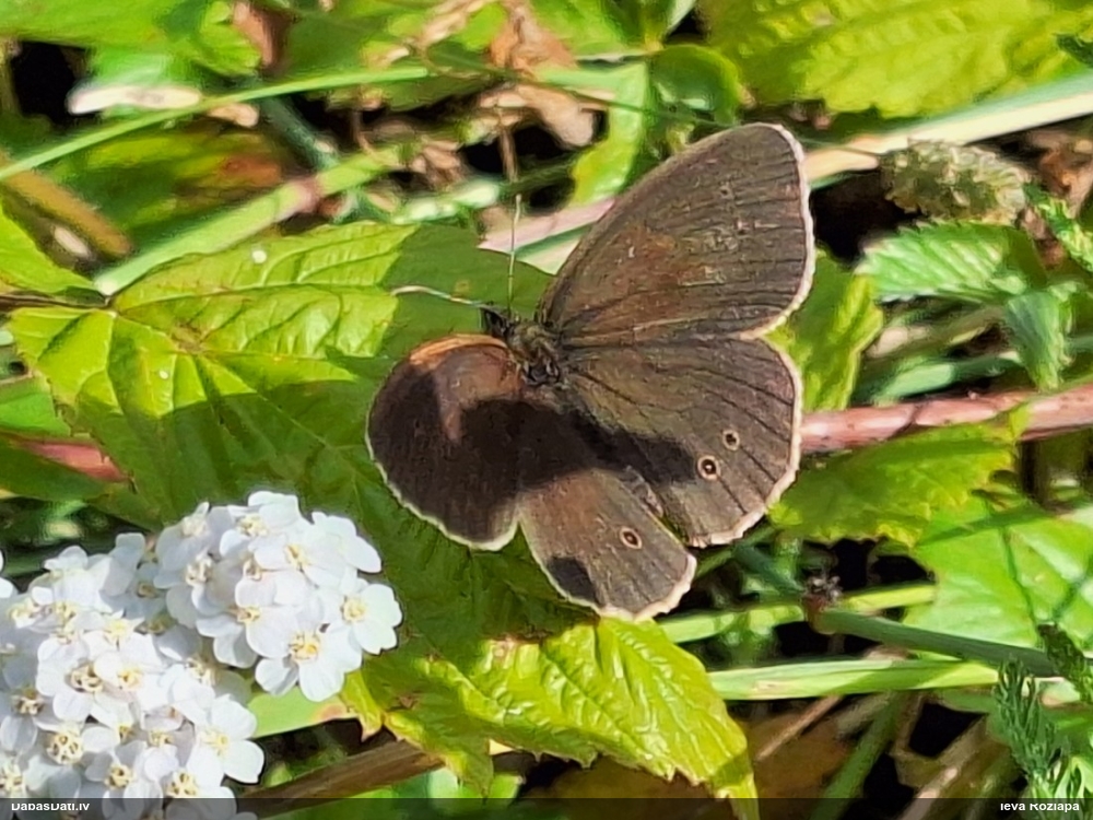 Parastais samtenis