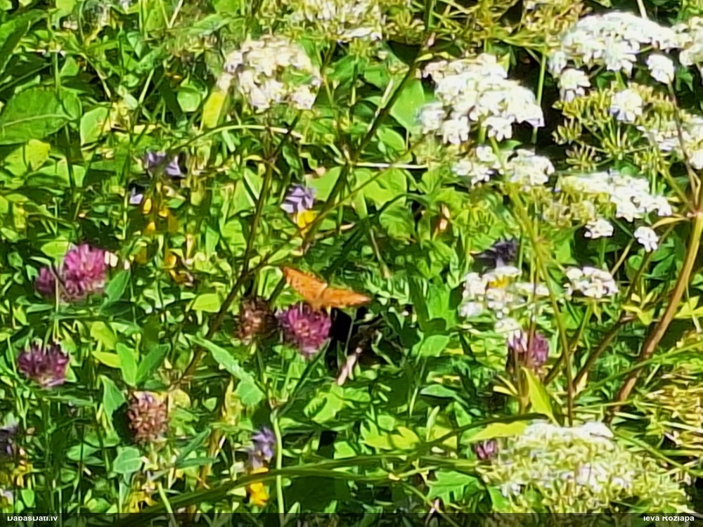 Raibenis (nenoteikts)