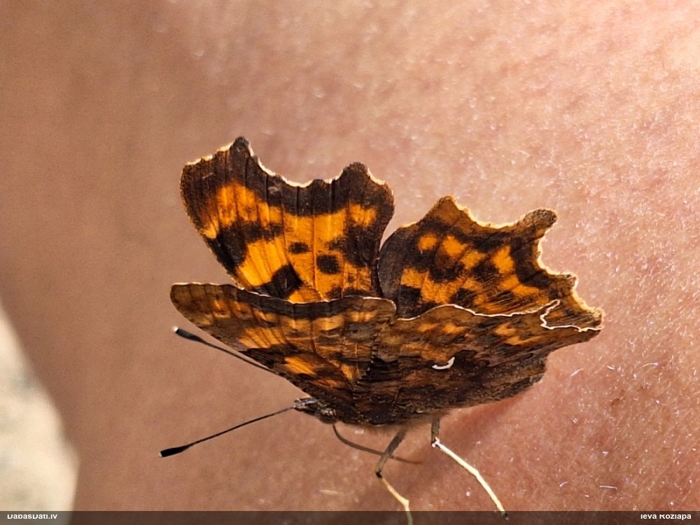Jāņogu raibenis