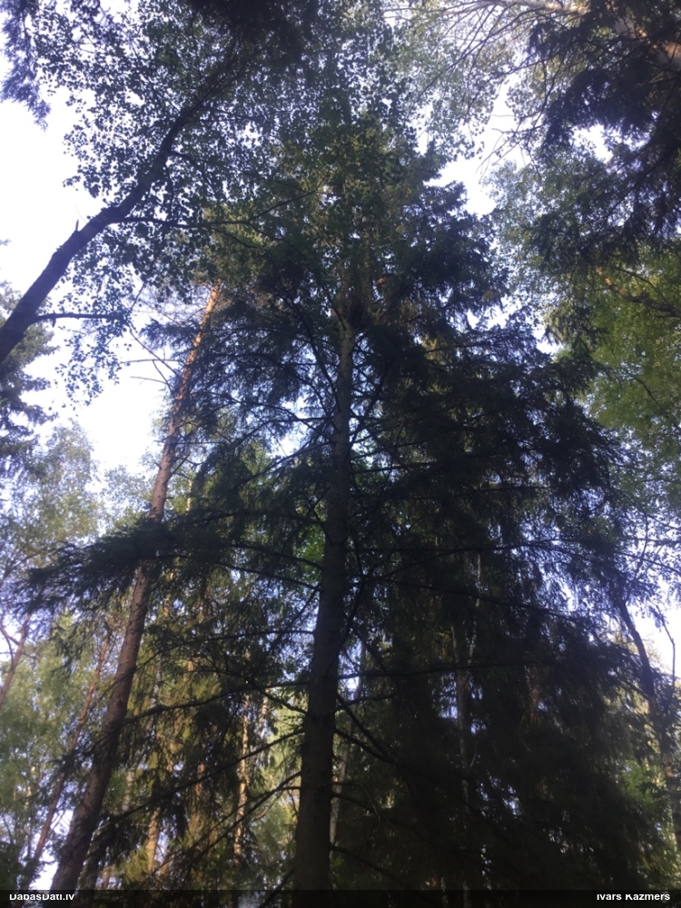 канюк