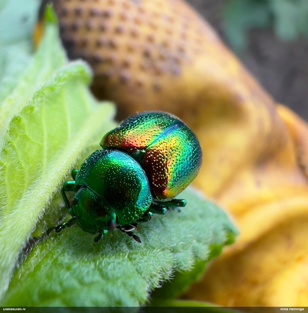 Lapgrauzis Chrysolina fastuosa