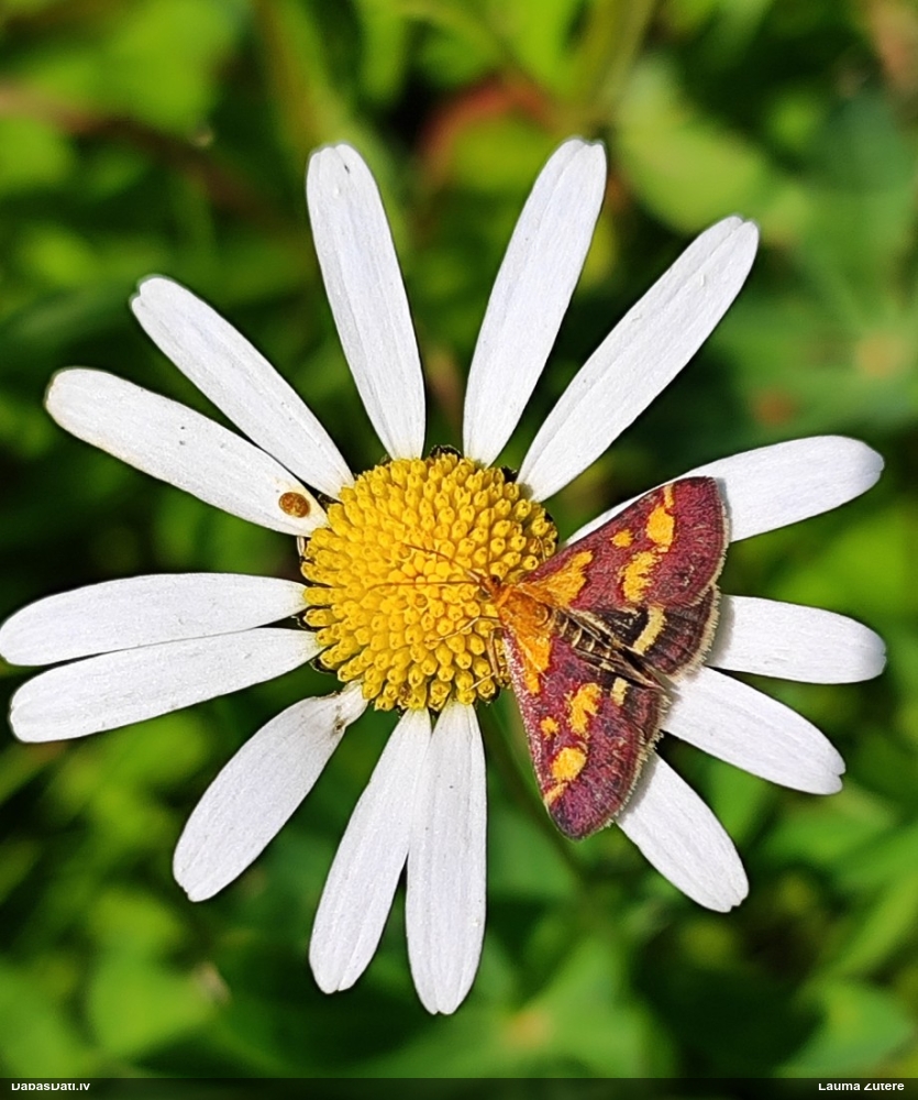 Zāļsvilnis Pyrausta purpuralis