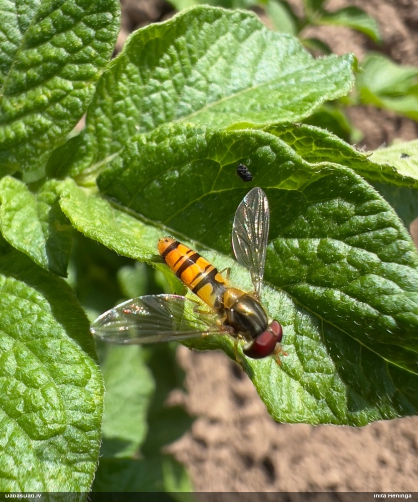 Ziedmuša Episyrphus balteatus