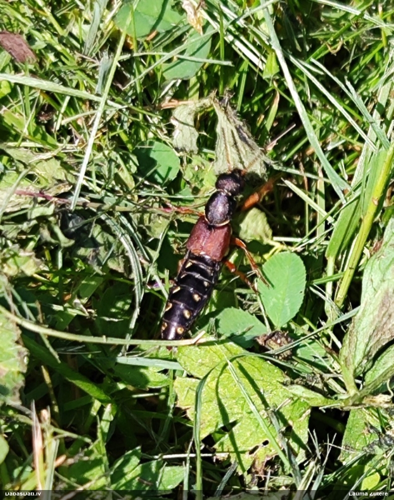 Īsspārnis Staphylinus sp.