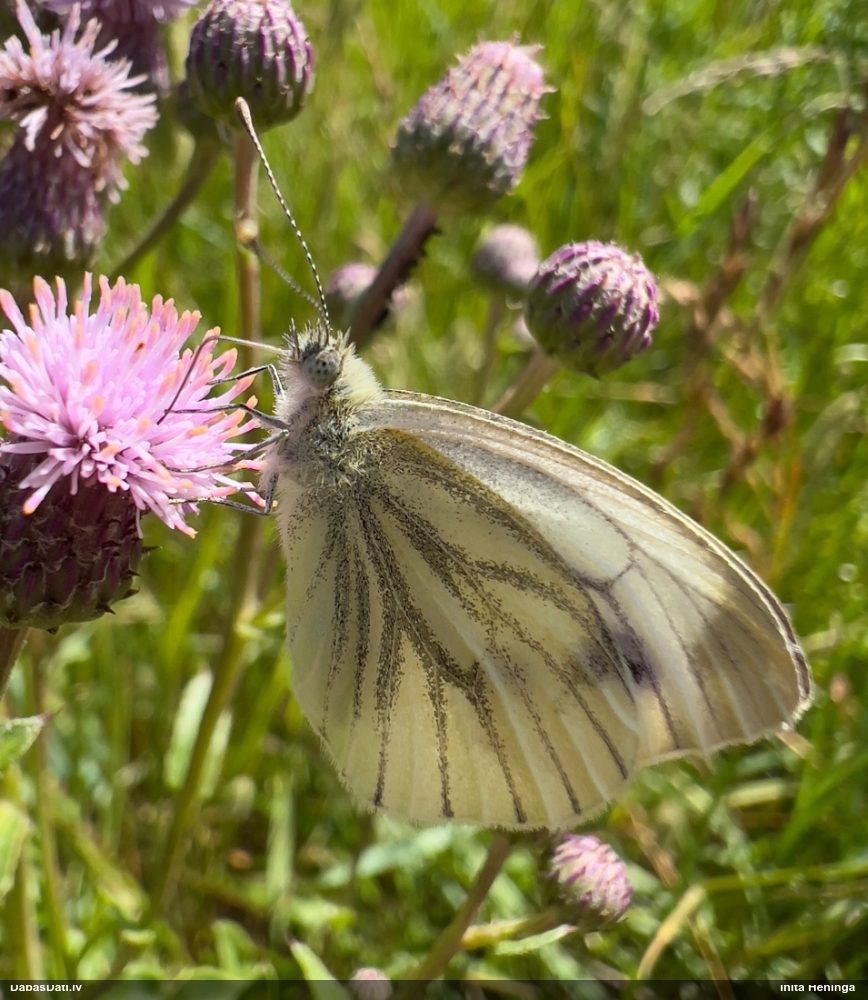 Kāļu baltenis