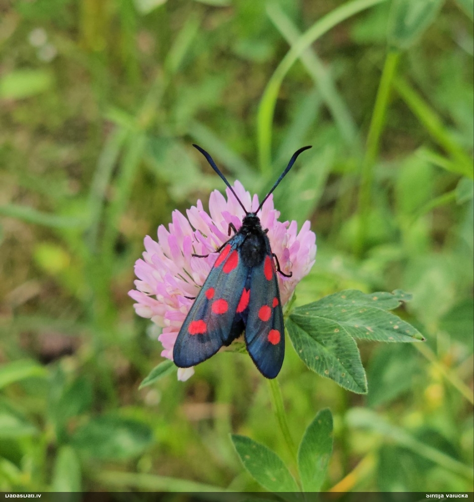 Raibspārnis Zygaena sp.