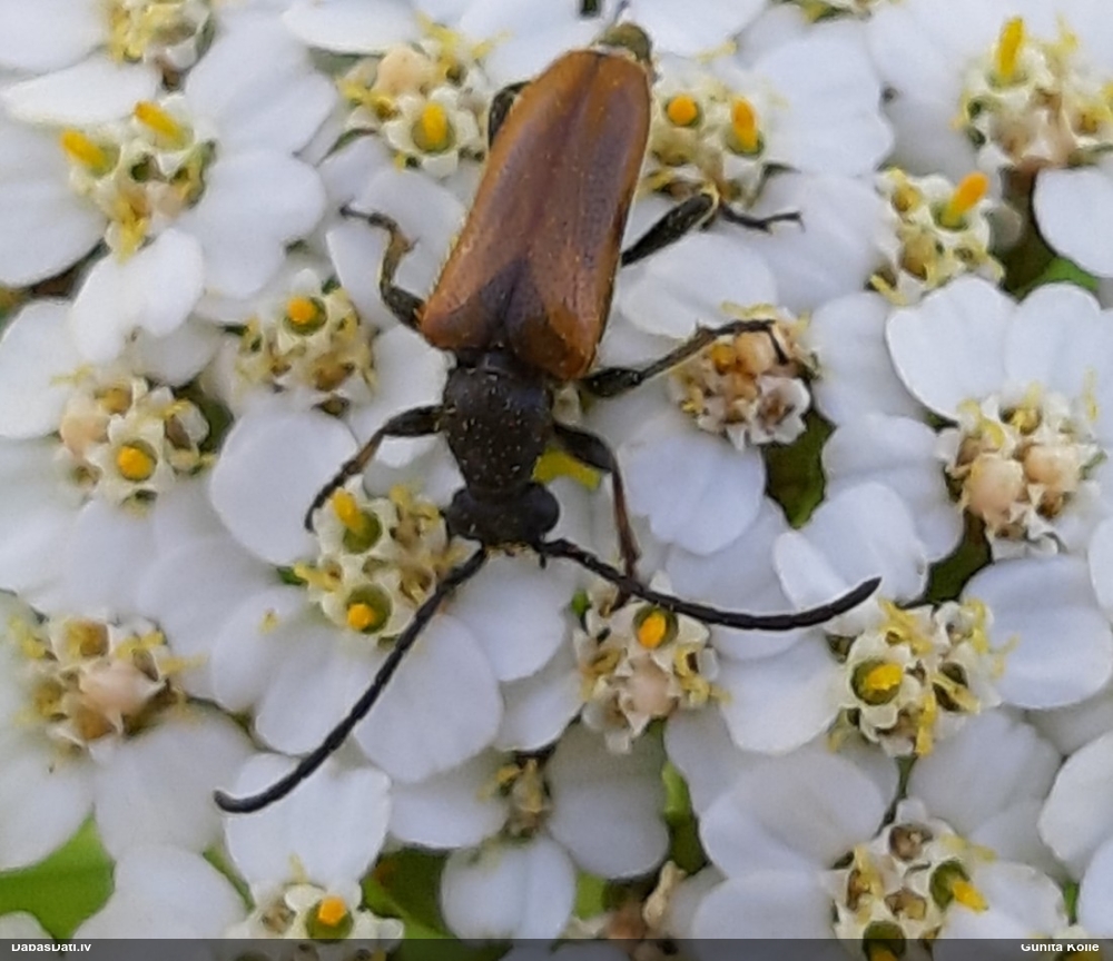 Koksngrauzis Pseudovadonia livida