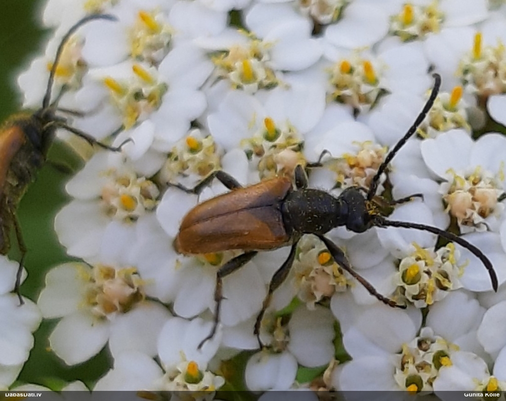 Koksngrauzis Pseudovadonia livida