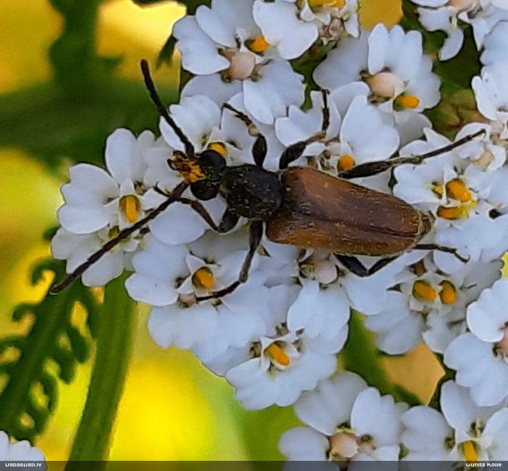 Koksngrauzis Pseudovadonia livida