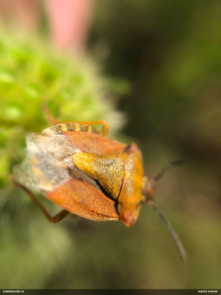 Vairogblakts Carpocoris purpureipennis
