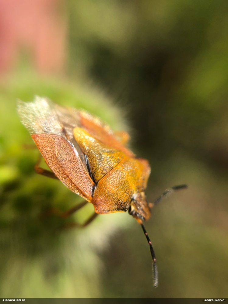 Vairogblakts Carpocoris purpureipennis