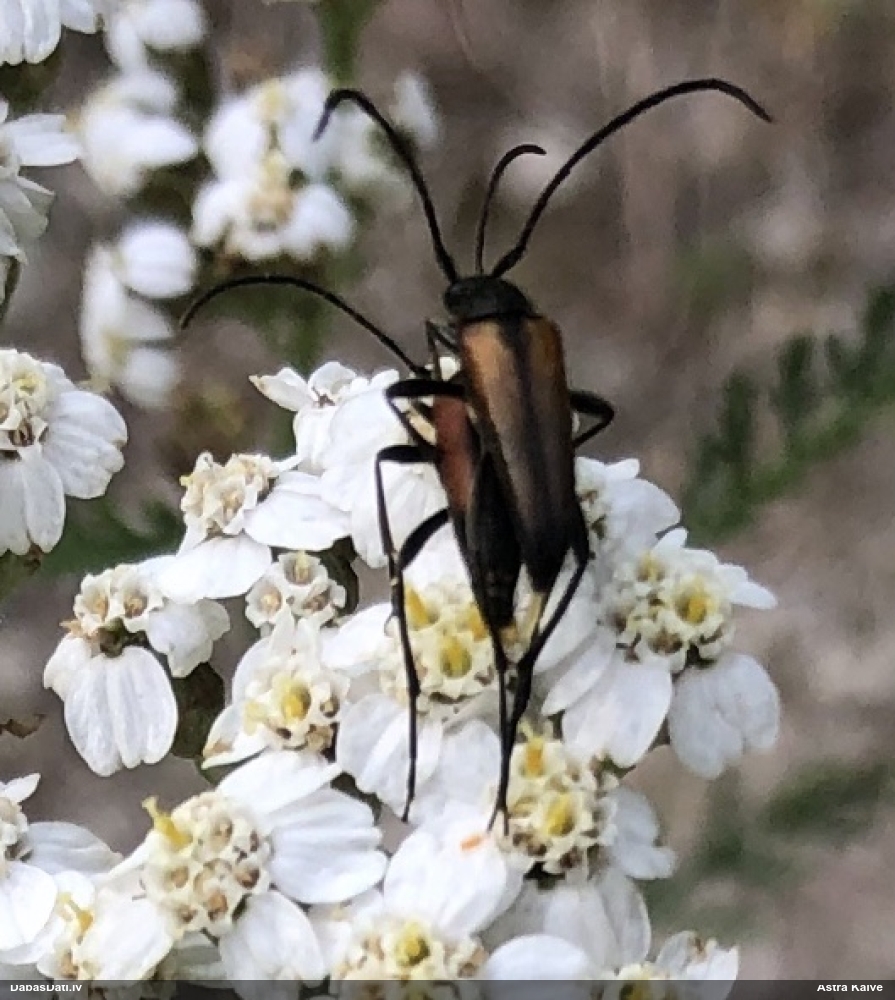 Koksngrauzis Stenurella melanura