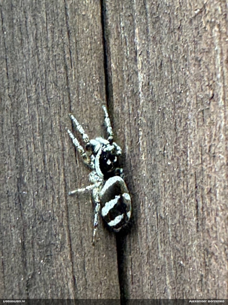 Zebras lēcējzirneklis