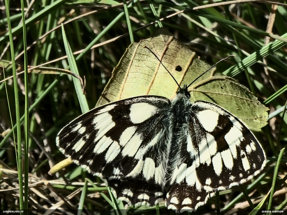 Raibais samtenis
