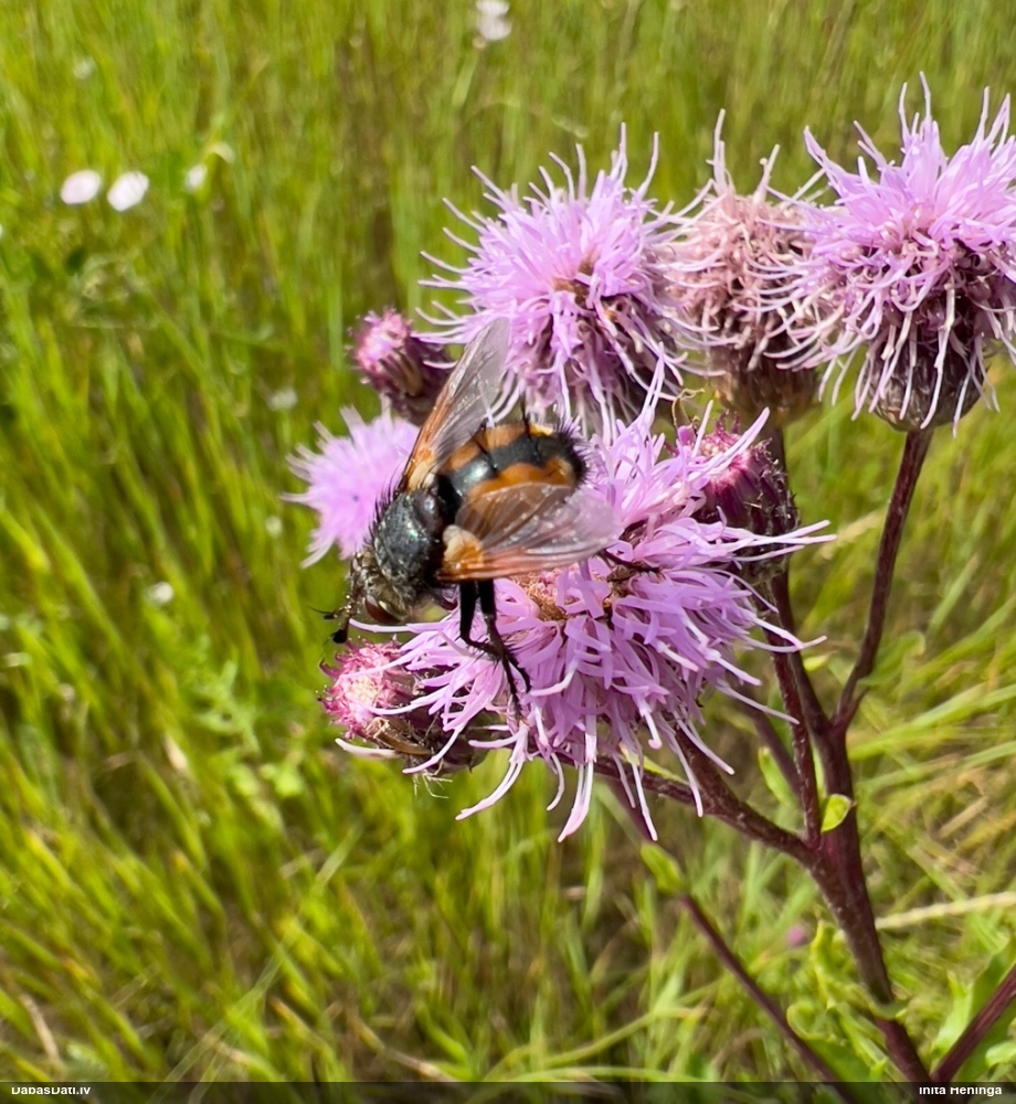 Kāpurmuša Tachina fera
