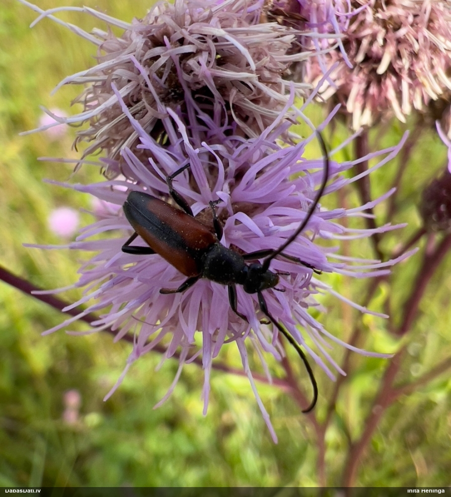 Koksngrauzis Stenurella melanura