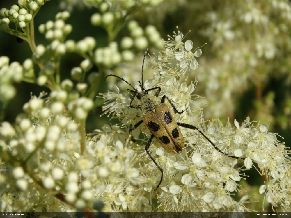 Koksngrauzis Pachyta quadrimaculata