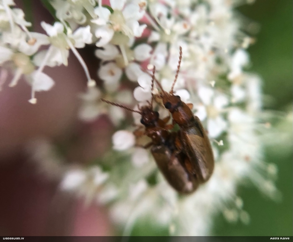 Lapgrauzis Orsodacne cerasi