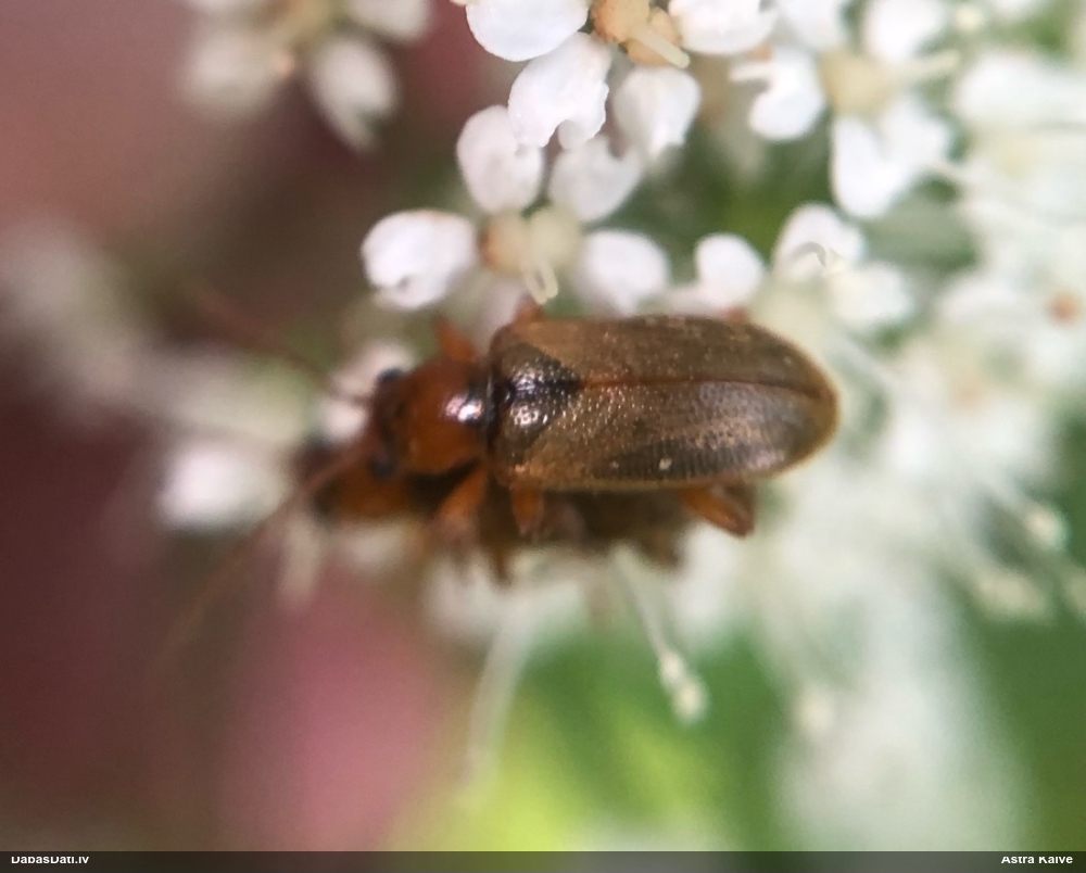 Lapgrauzis Orsodacne cerasi