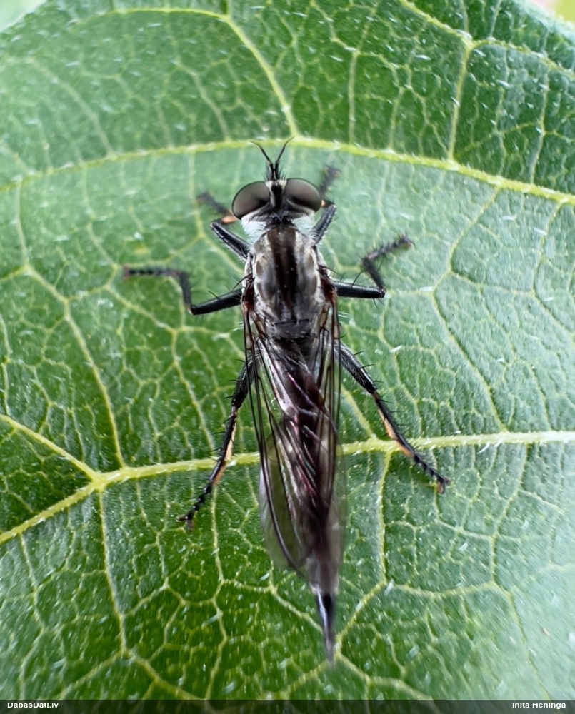 Laupītājmuša (nenoteikta)