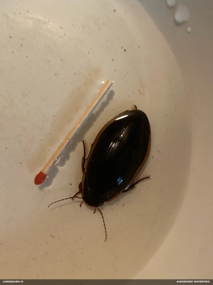 Airvabole Dytiscus dimidiatus