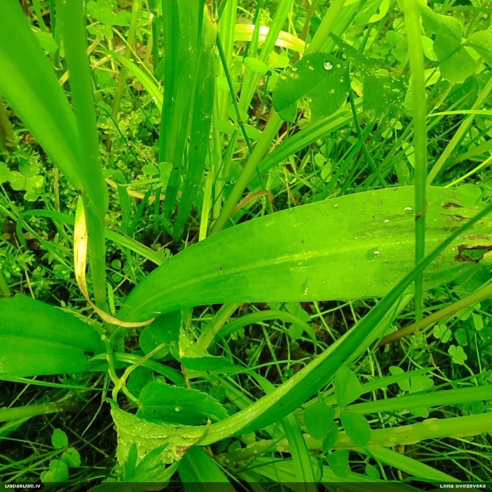 Sniegbaltā dzegužpirkstīte